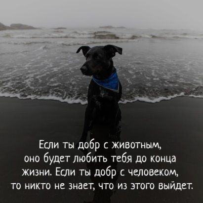 Если ты добр с животным оно будет любить тебя до конца жизни Если ты добр с человеком то никто не знает что из этого выйдет