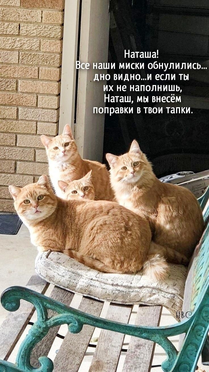 аши миски обнулились дно виднои если ты ИХ НЕ наполнишп Наташ мы внесём Поправки в ТВОИ тапки