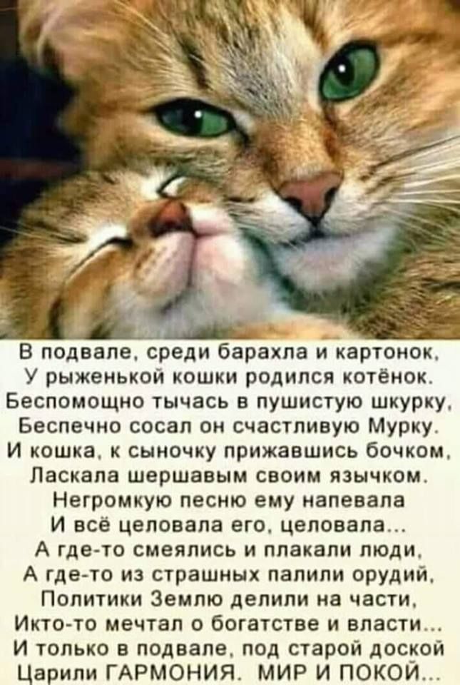 В подвале среди барахла и картонок У рыженькой кошки родился котёнок Беспомощно тычась в пушистую шкурку Беспечно сосал он счастливую Мурку И кошка к сыночку прижавшись бочком Ласкала шершавым своим язычком Негромкую песню ему напевала И всё целовала его целовала А где то смеялись и плакали люди А гдето из страшных палили орудий Политики Землю делили на части Икто то мечтал о богатстве и власти И 