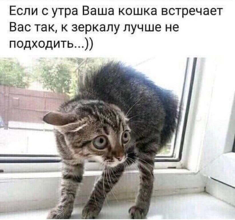 Если с утра Ваша кошка встречает Вас так к зеркалу лучше не подходить