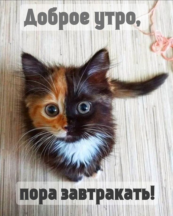 доброе утро пора завтракать шпшппн