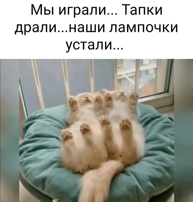 Мы играли Тапки дралинаши лампочки устали