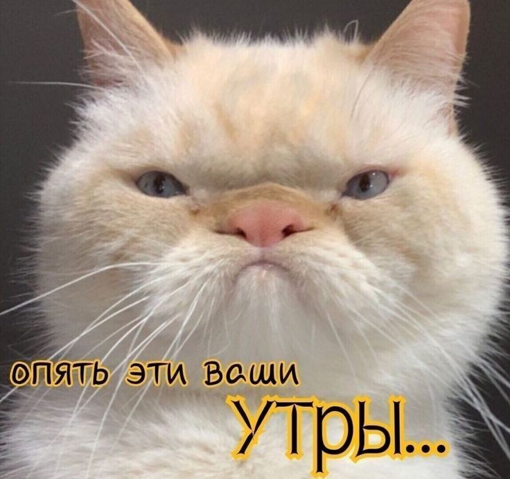 пи пдть эти Ваши утры