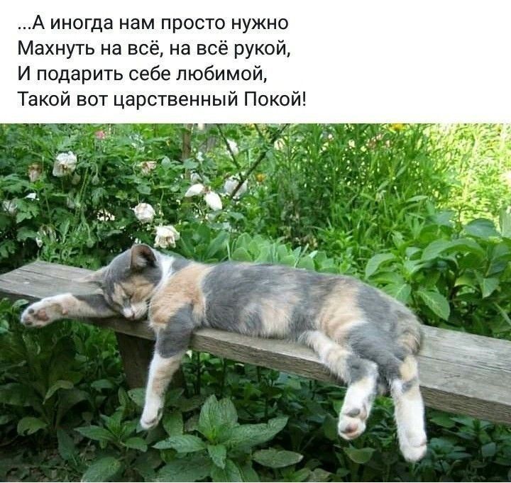 А иногда нам просто нужно Махнуть на всё на всё рукой И подарить себе любимо Такой вот царственный Покой