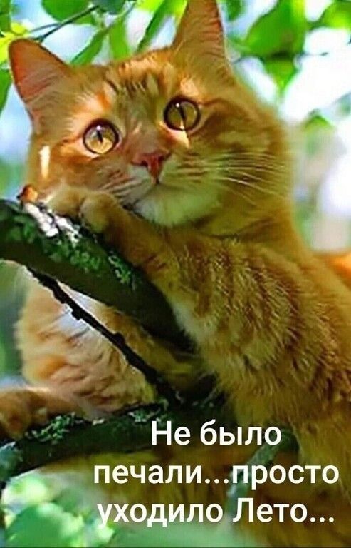 мы 333 _ Не было печали просто хоето