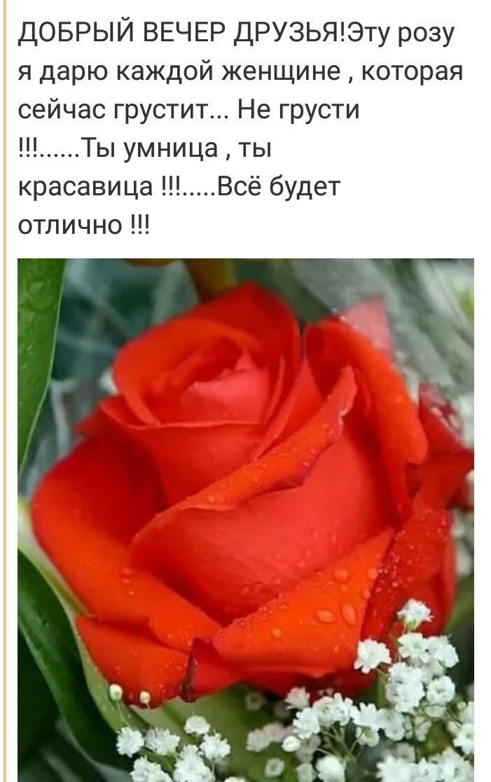 Я дарю тебе эти розы.