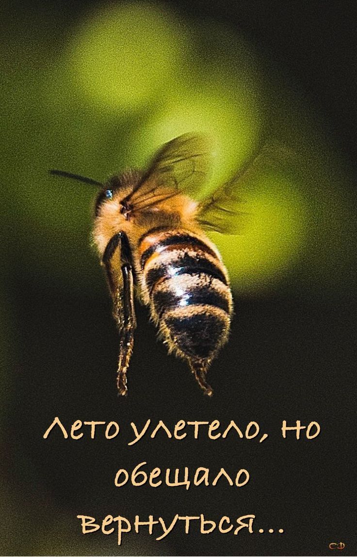 Авто УАСГСАО но обещаАо вернуться СФ