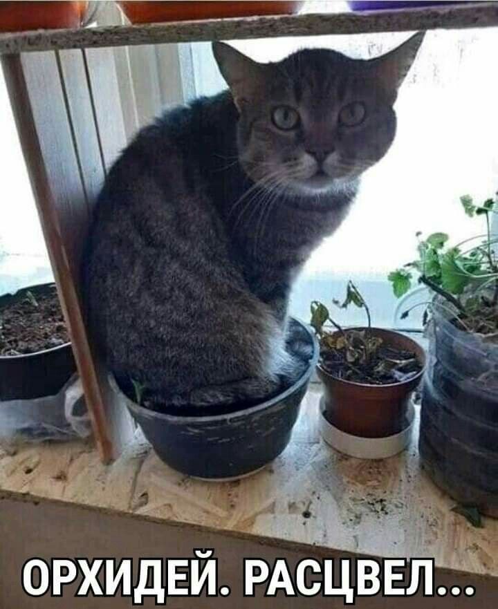 ОРХИДЕЙ РАСЦВЕЛЁД