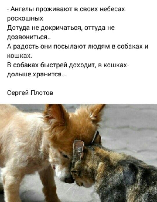Ангелы проживают в своих небесах роскошных Дотуда не докричаться оттуда не дозвониться А радость они посылают людям в собаках и кошках В собаках быстрей доходит кошках дольше хранится Сергей Ппотов