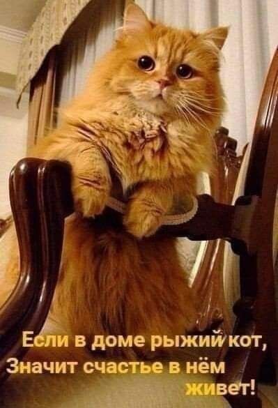в Л Еги в доме рыжишкот Значит счастье в нём