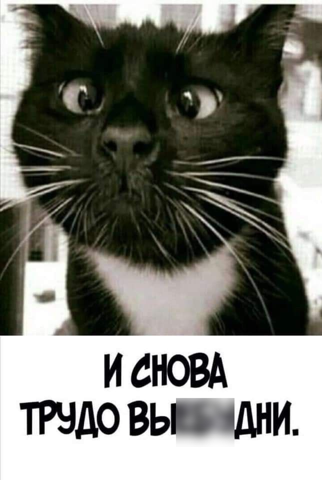Трудо вывдни.