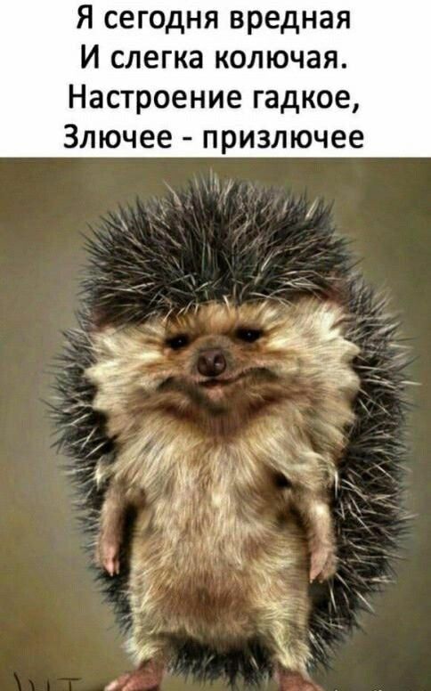 Я сегодня вредная И слегка колючая Настроение гадкое Злючее призлючее _ д _ 3 51 мх к д 1_