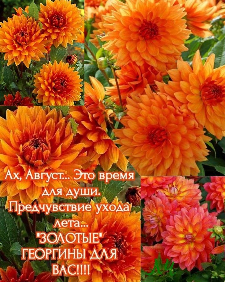 іТ зщошвг Ёгвоггины Мя ЁЁСПП3ъд5 і__ _1