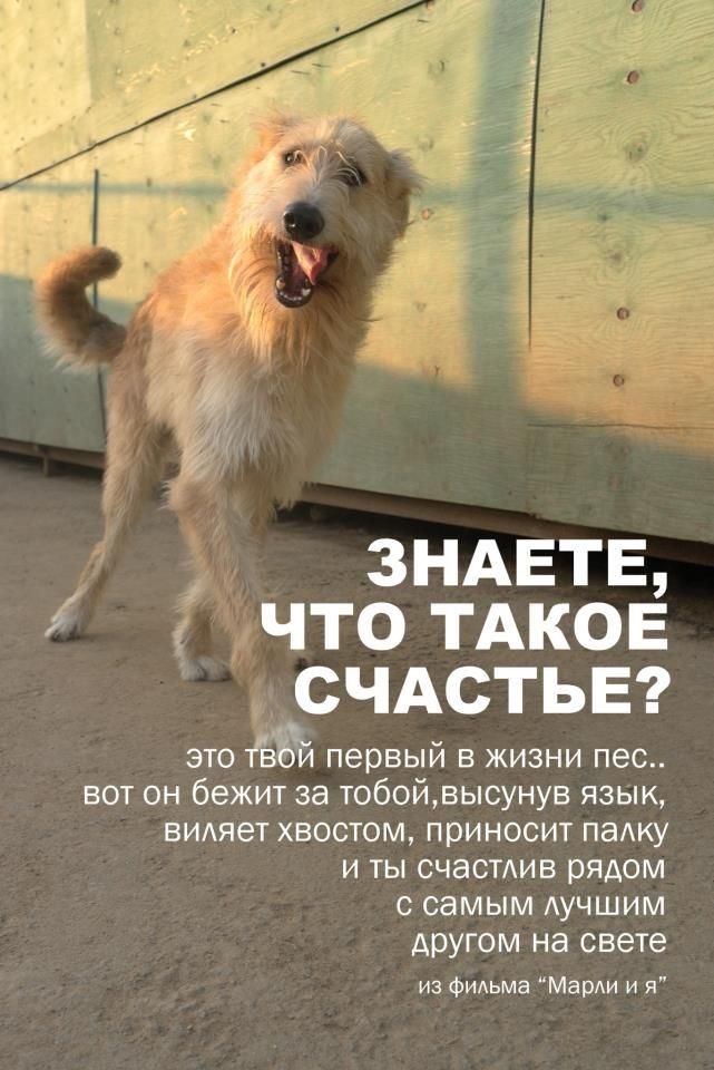 А ЗНАЕТЕ что ТАКОЕ счдстьвг это тізой первый в жизни пес вот он бежит за тобойвысунув язык видяет хвостом приносит паАку и ты счастдив рядом с самым Аучшим другом на свете из фИАьма Марди и я