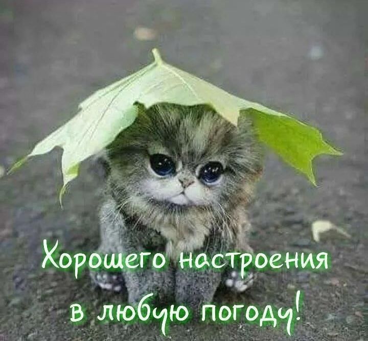 в любчю пододчД