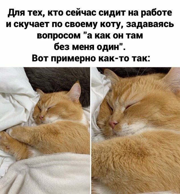 для тех кто сейчас сидит на работе и скучает по своему коту задаваясь вопросом а как он там без меня один Вот примерно как то так