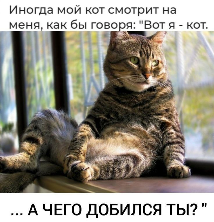 Иногда мой кот смотрит на меня как бы говоря Вотя кот А ЧЕГО ДОБИЛСЯ ТЫ