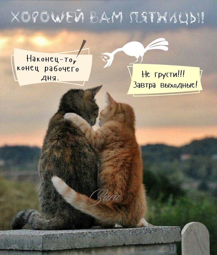 НаконецТо КОН рабочем Не грустит Завтра выходные дНЧ