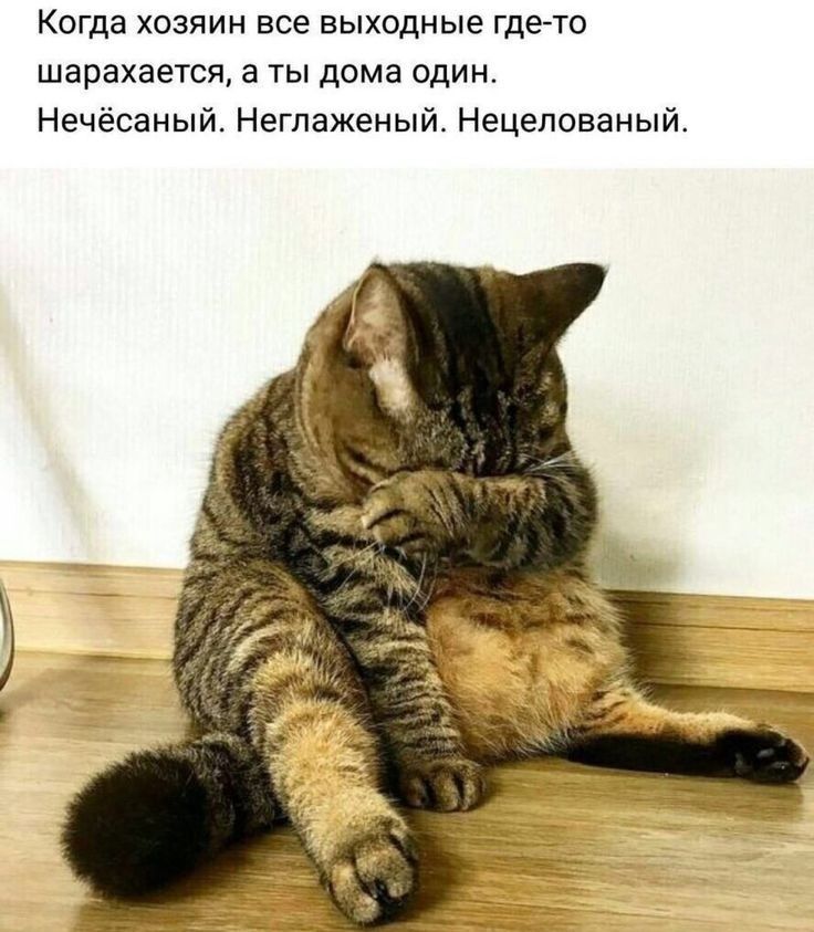 Когда хозяин все выходные гдето шарахается а ты дома один Нечёсаный Негпаженый Нецелованый