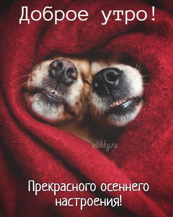 Доброе утро Прекрасного осеннего насгроения