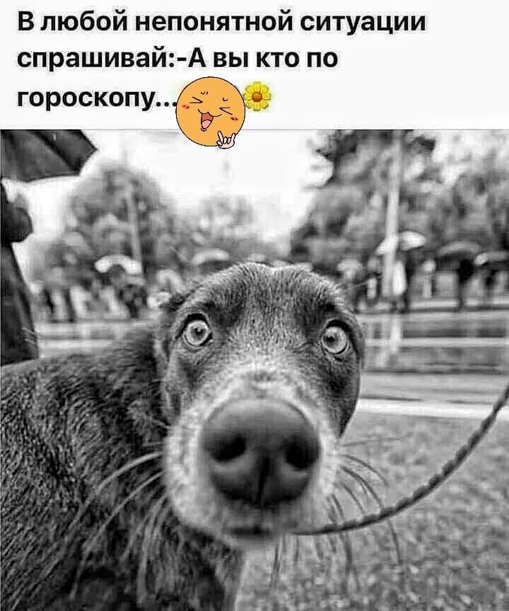 В любой непонятной ситуации спрашивай А вы кто по гороскопу