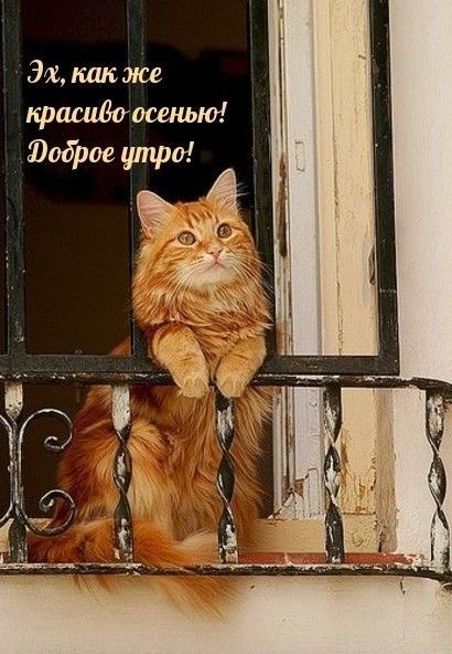 371 как же крашдо осенью Юодрое утро