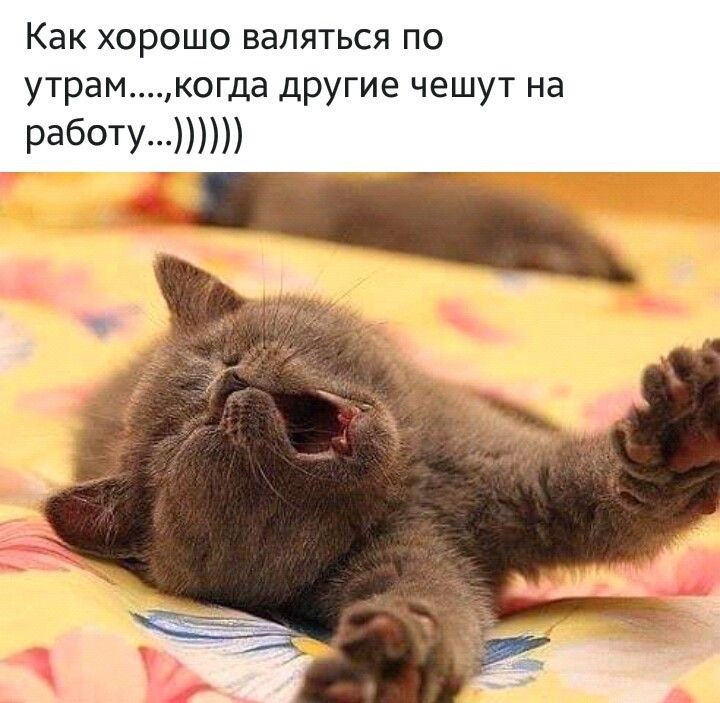 Как хорошо валяться по утрамкогда другие чешут на РабОТУ