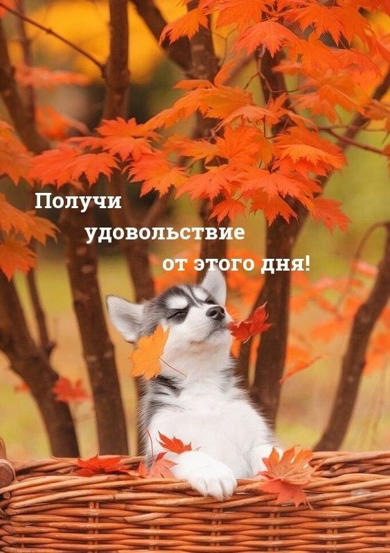 Получи удовольствие