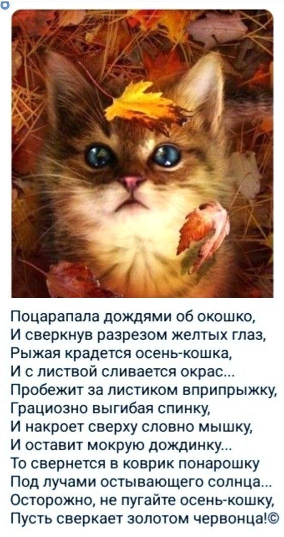 Поцарапала дождями об окошко И сверкнув разрезом желтых глаз Рыжая крадется осень кошка И с листвой сливается окрас Пробежит за листиком вприпрыжку Грациозно выгибая спинку И накроет сверху словно мышку И оставит мокрую дождинку То свернется в коврик понарошку Под лучами остывающего солнца Осторожно не пугайте осень кошку Пусть сверкает золотом червонца