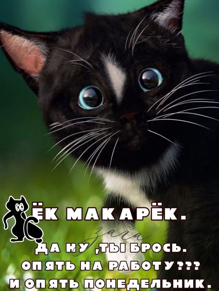 Кк арек. : от ят