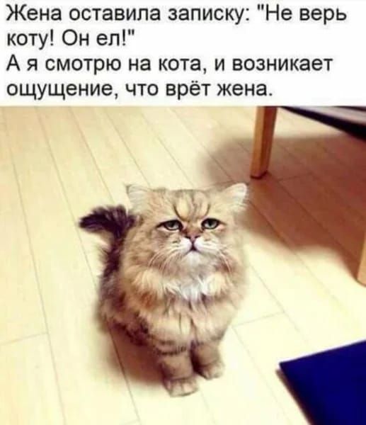 Жена оставила записку: коту! Он ел!
