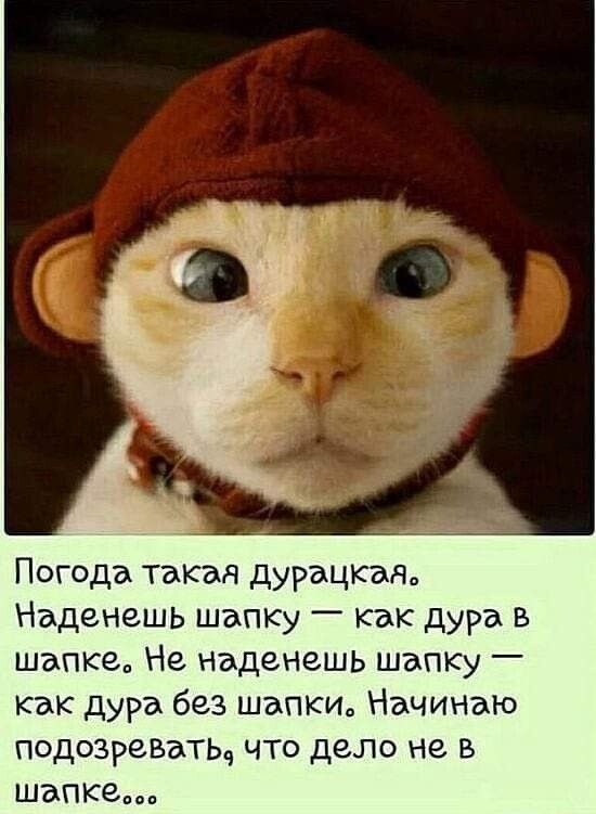 Погода такая дурацкшч Наденешь шапку _ как дура в шапке Не наденешь шапку Как дура без шапки НачИНаю подозреватьч что дело не в шапке