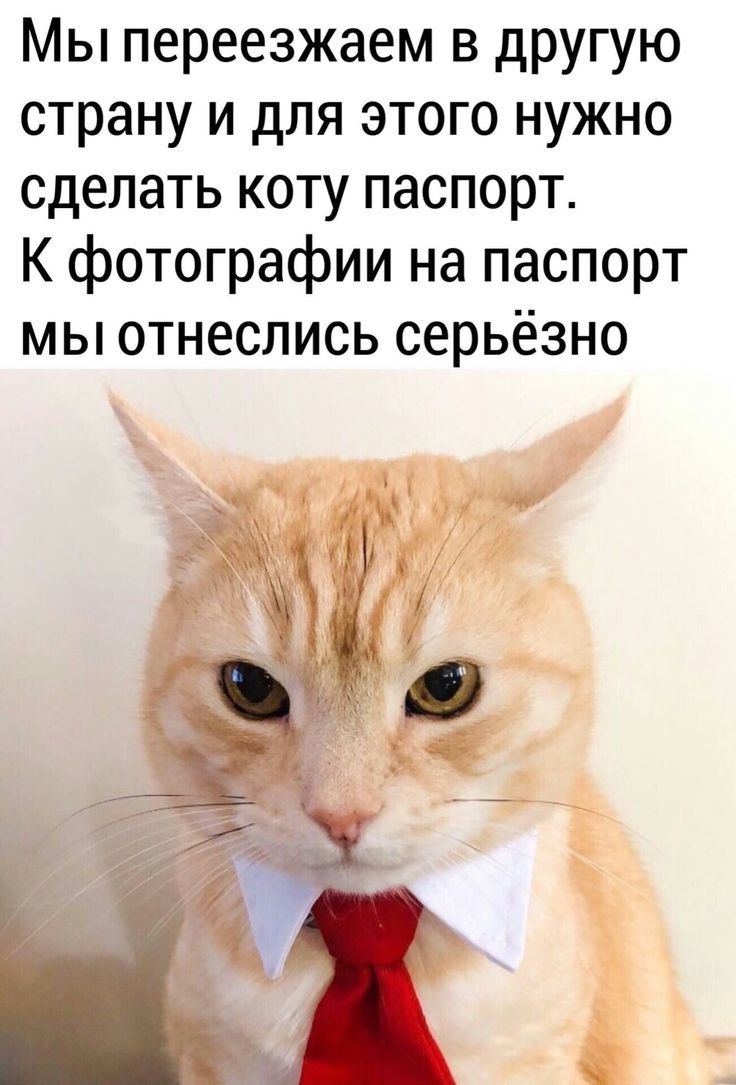 Мы переезжаем в другую страну и для этого нужно сделать коту паспорт К фотографии на паспорт мы отнеслись серьёзно