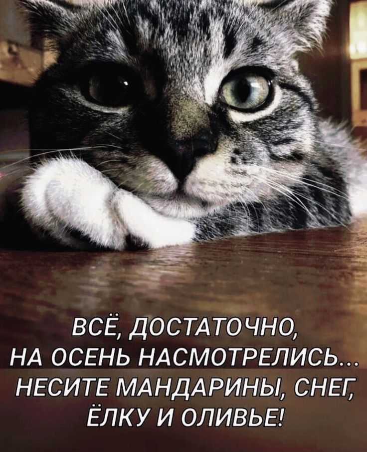 ВСЁ ДОСТАТОЧНО НА ОСЕНЬ НАСМОТРЕЛИСЬ НЕСИТЕ МАНДАРИНЫ СНЕГ Елку и ОЛИВЬЕ