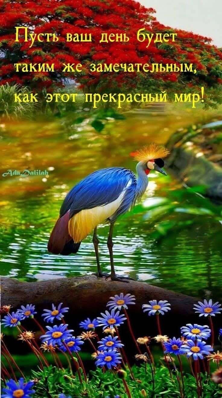 сэтпет