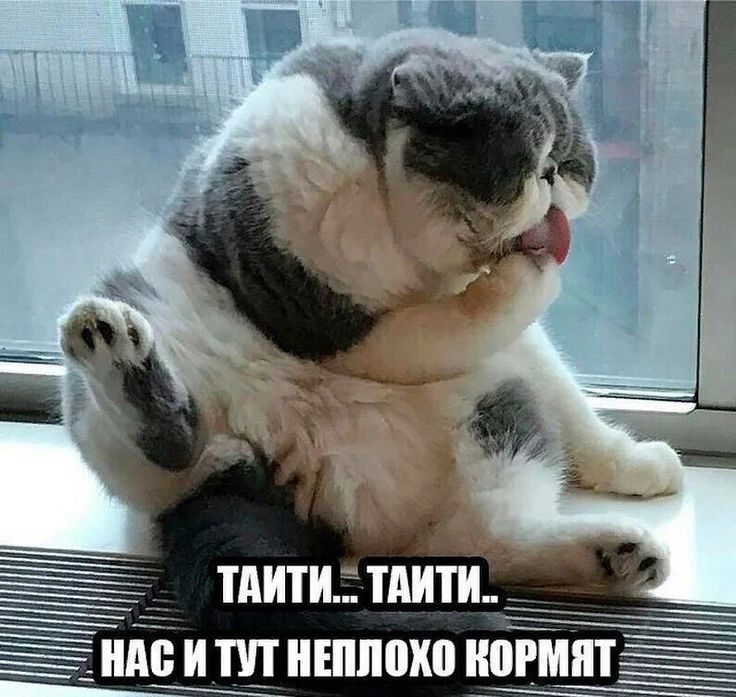 _ніёишншпохп кайт