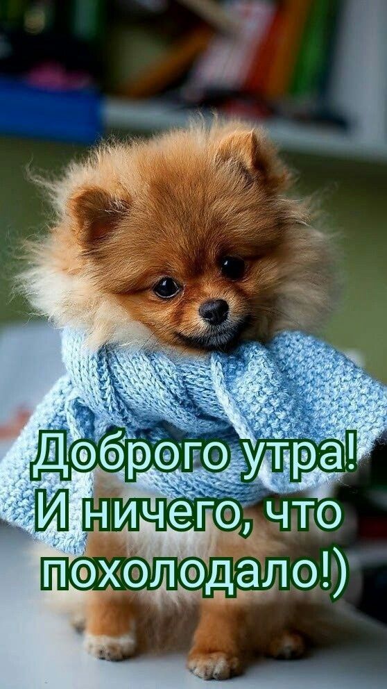 пэжалд д дал о