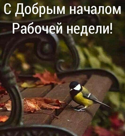 С Добрым началом Рабочей недели