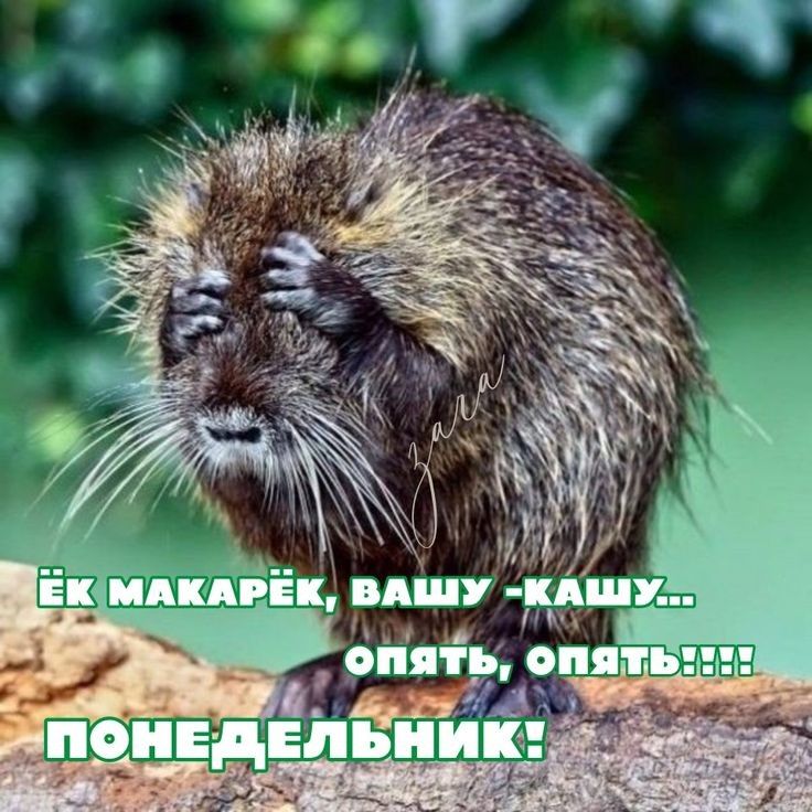 ЁЁ ніАкАгЁк ВАШУу ікАШУ П и и