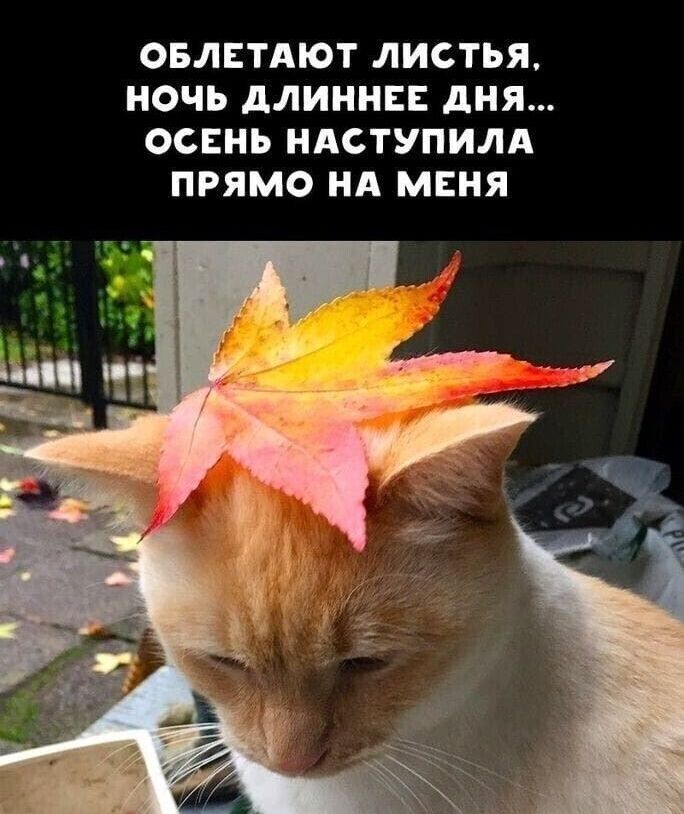 ОБЛЕТАЮТ ЛИСТЬЯ НОЧЬ дЛИННЕЕ дНЯ ОСЕНЬ НАСТУПИЛА ПРЯМО НА МЕНЯ