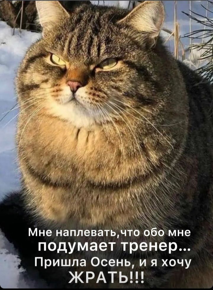 Мне наплеВатьчіо 850 мне подумает тренер Пришла Осень и я хочу ЖРАТЬ