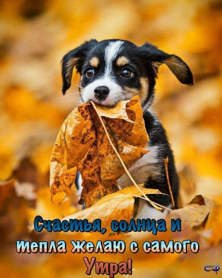 Ж СФ