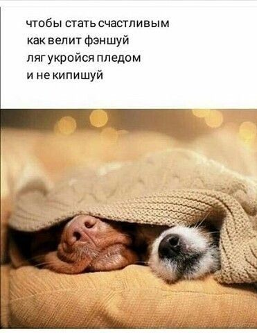 чтбы стать счастливым как велит фэншуй пягукройся пледом и некипишуй