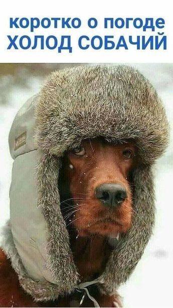 вЮрот по о погоде ЮЛ0Д СОБАЧМ Й