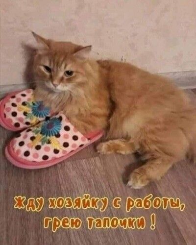 231337 жажду 0050 щвтшсжшд