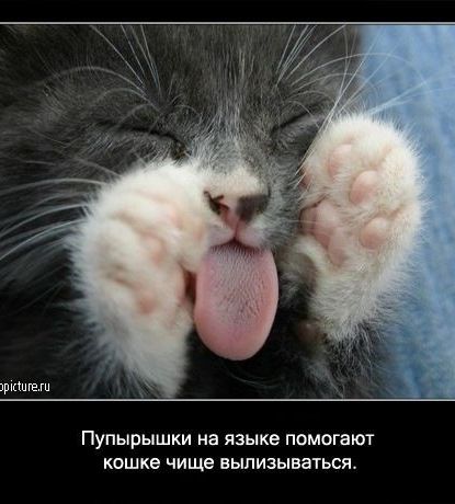 идише Пупырышки на языке помогают кошке чище выпизываться