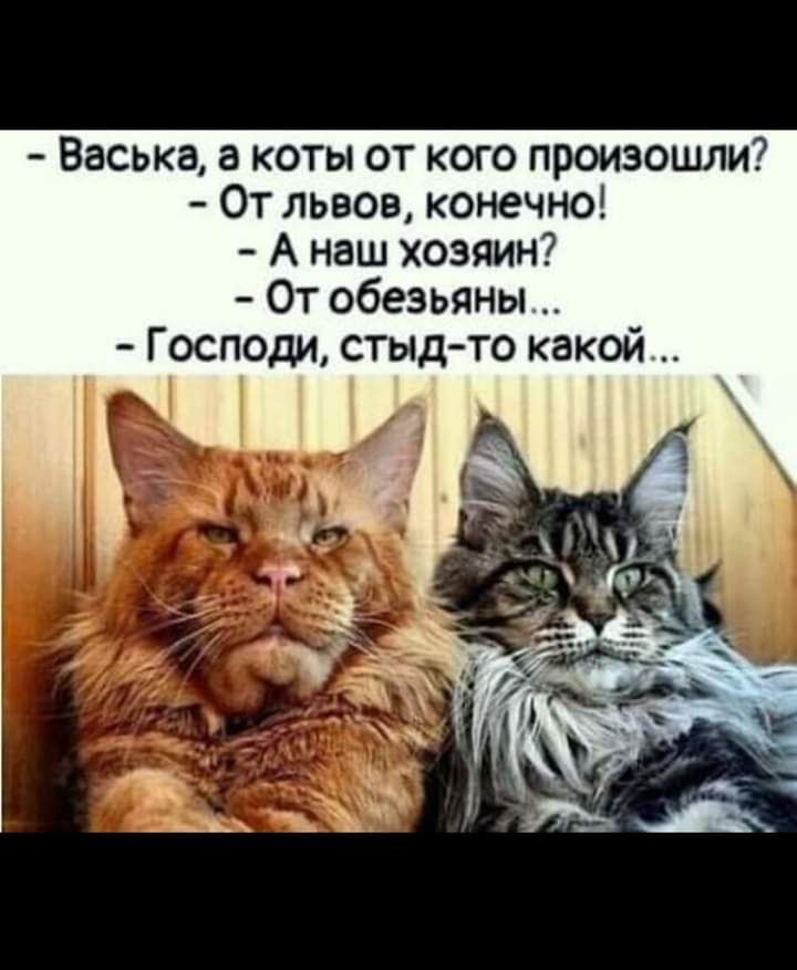 Васька а коты от кого произошли От львов конечно А наш хозяин От обезьяны Господи стыд то какой
