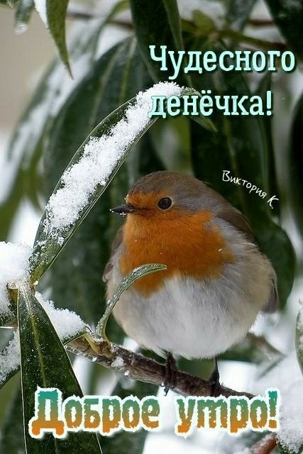 Чудеснего ёчкё