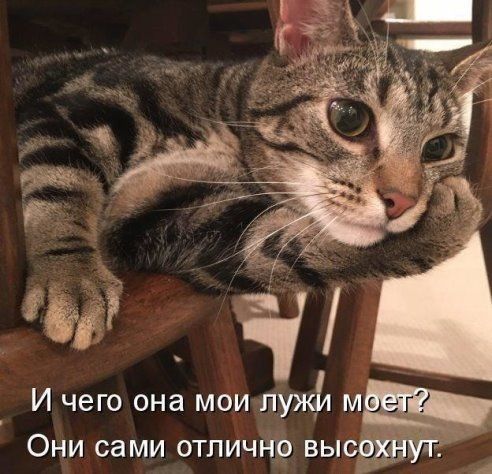 Ч И чего она мои лужи м Они сами отличнчо высадят