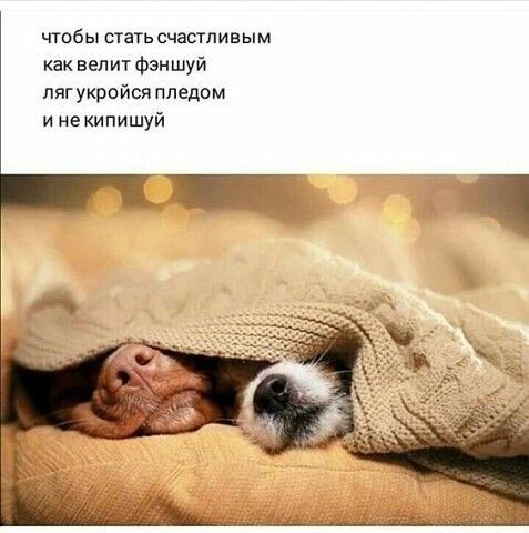 чтбы стать счастливым как велит фэншуй пягукройся пледом и некипишуй
